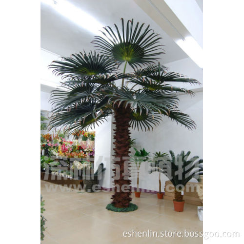 High quality Preserved palm tree